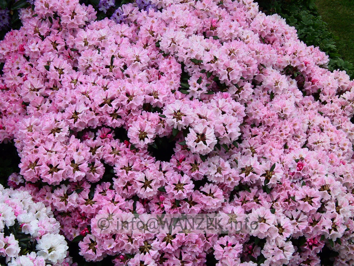 Rhododendron yakushimanum Bashful 04.JPG